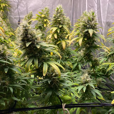 MD growlog timeline photo