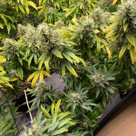 MD growlog timeline photo