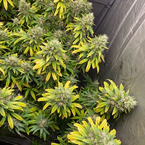 MD growlog timeline photo