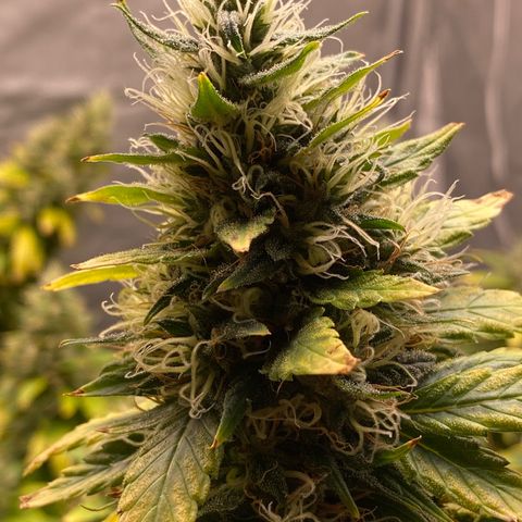 MD growlog timeline photo