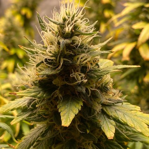 MD growlog timeline photo