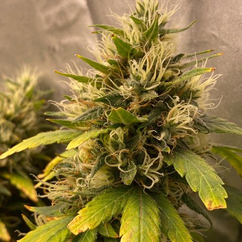 MD growlog timeline photo
