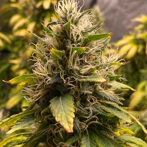 MD growlog timeline photo