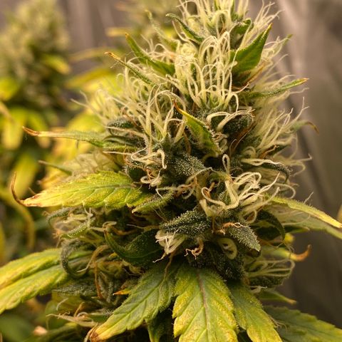MD growlog timeline photo