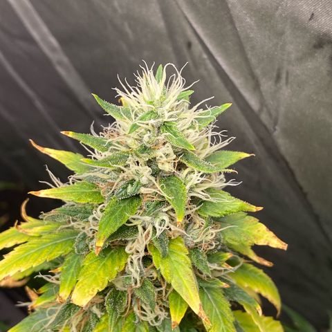 MD growlog timeline photo