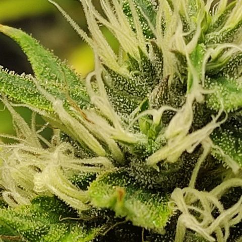 MD growlog timeline photo