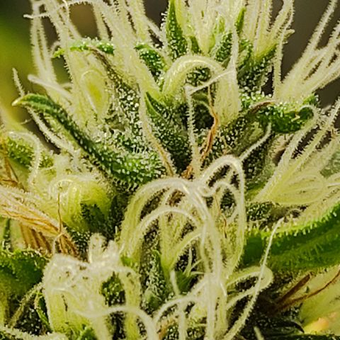 MD growlog timeline photo