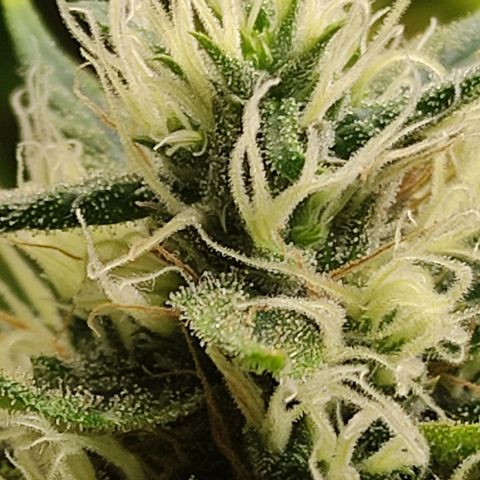 MD growlog timeline photo