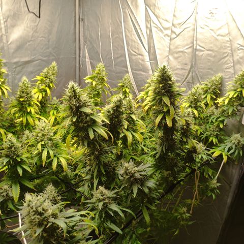MD growlog timeline photo