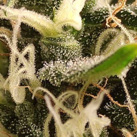 MD growlog timeline photo
