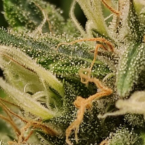 MD growlog timeline photo