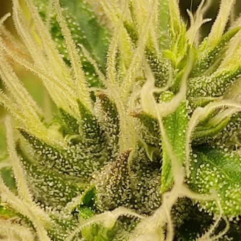 MD growlog timeline photo