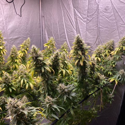 MD growlog timeline photo