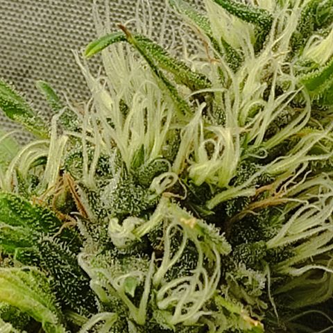 MD growlog timeline photo