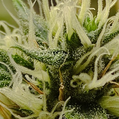 MD growlog timeline photo