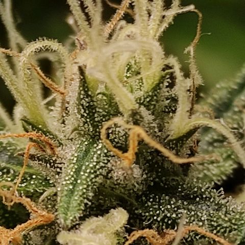 MD growlog timeline photo