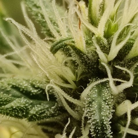 MD growlog timeline photo