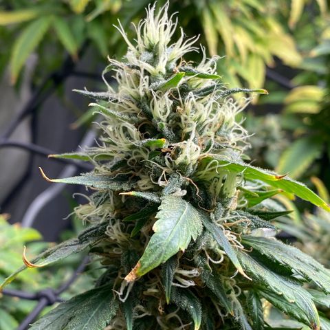 MD growlog timeline photo