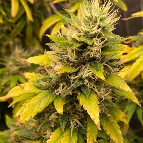 MD growlog timeline photo