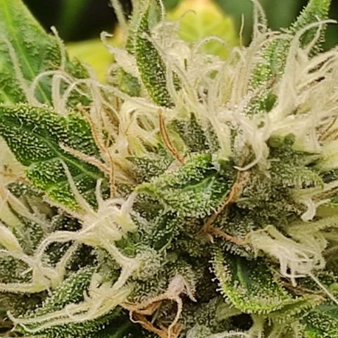 MD growlog timeline photo