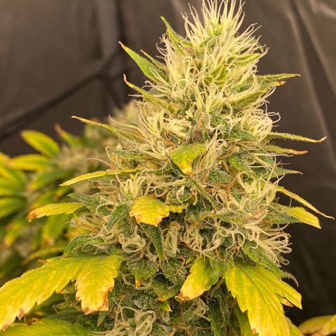 MD growlog timeline photo