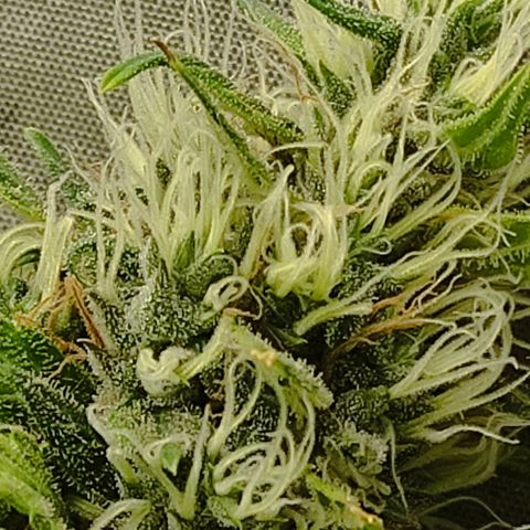 MD growlog timeline photo