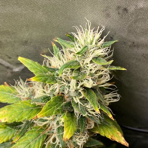 MD growlog timeline photo