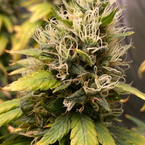 MD growlog timeline photo