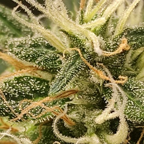 MD growlog timeline photo
