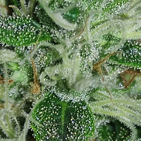 MD growlog timeline photo