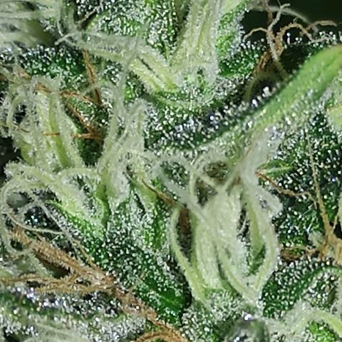 MD growlog timeline photo
