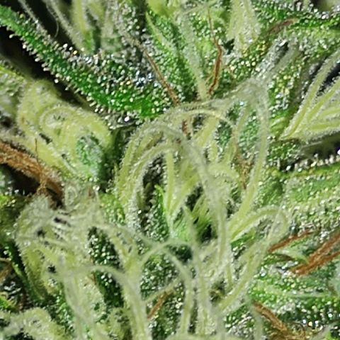 MD growlog timeline photo