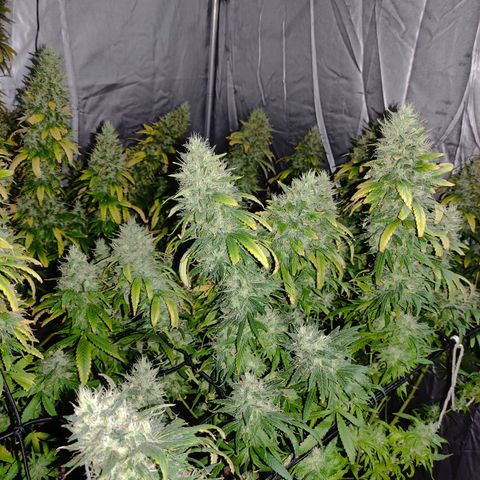 MD growlog timeline photo
