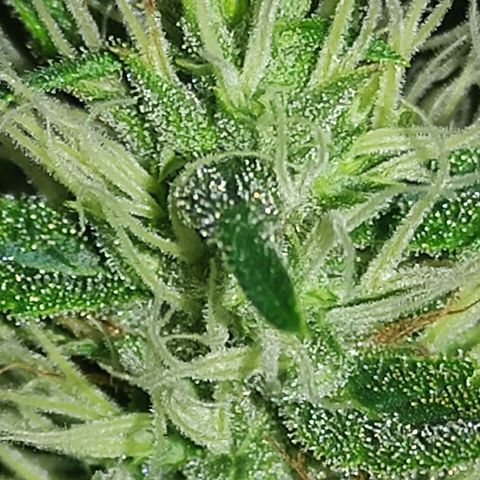 MD growlog timeline photo