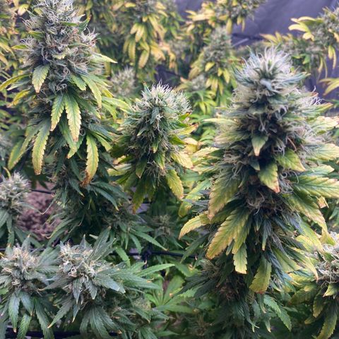 MD growlog timeline photo