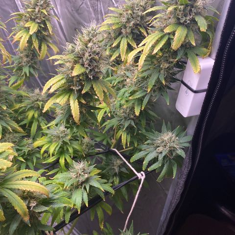 MD growlog timeline photo