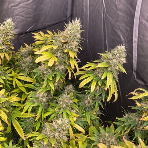 MD growlog timeline photo