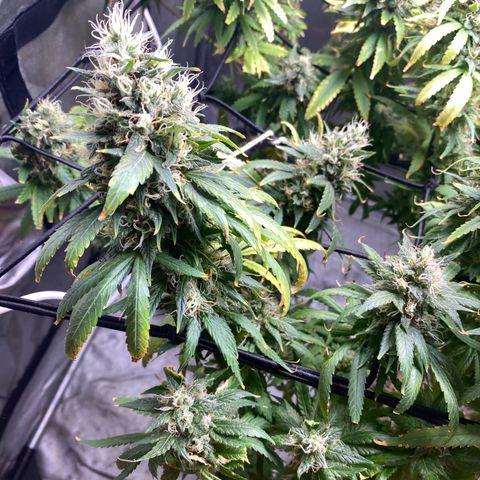 MD growlog timeline photo