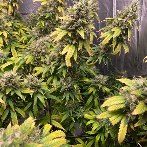 MD growlog timeline photo