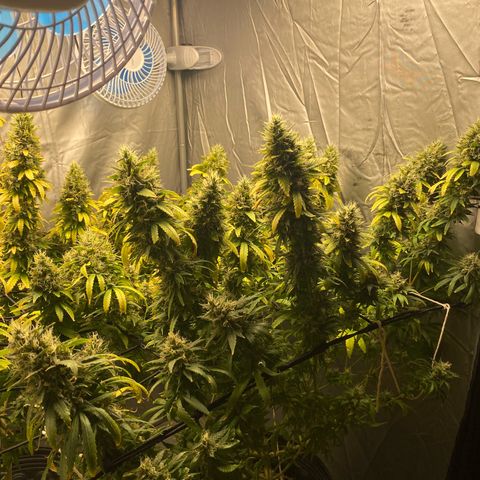 MD growlog timeline photo