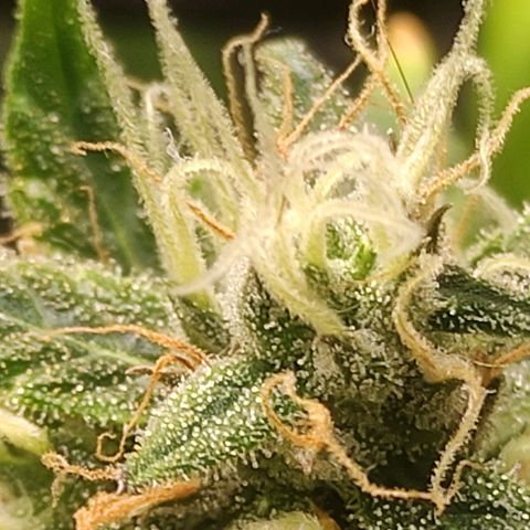 MD growlog timeline photo