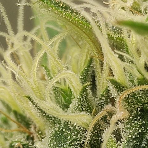 MD growlog timeline photo