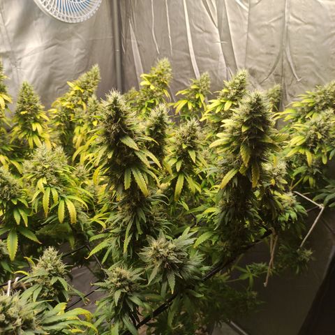 MD growlog timeline photo