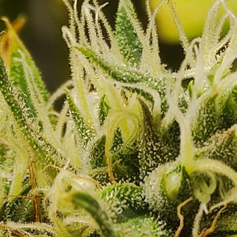 MD growlog timeline photo
