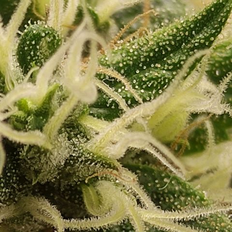 MD growlog timeline photo