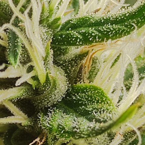 MD growlog timeline photo