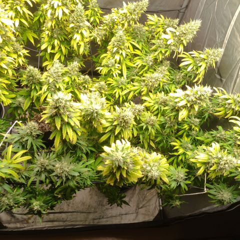 MD growlog timeline photo