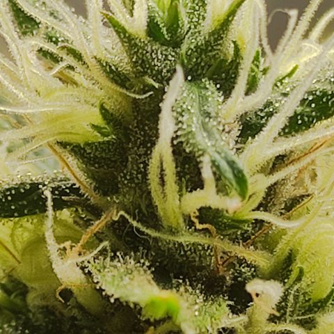 MD growlog timeline photo