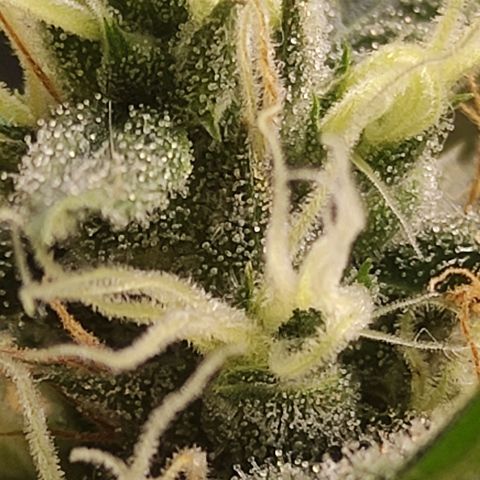 MD growlog timeline photo