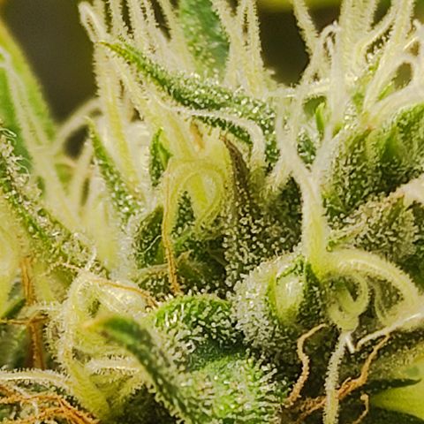 MD growlog timeline photo